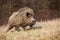 Majestic wild boar walking on a meadow in sunny autumnal morning