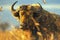 Majestic Wild Buffalo on the Move under Golden Sunlight with Dust Particles in Air