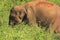 Majestic Wild Elephant with Grass Fields