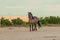 Majestic Wild Horse Stallion in the Desert
