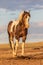 Majestic Wild Horse Stallion in the Desert