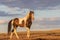 Majestic Wild Horse Stallion in the Utah Desert