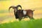 Majestic wild mouflon facing camera on a pasture in autumn at sunrise.