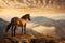 Majestic wild mustang horse atop a mountain range