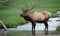 Majestic wildlife elk in a lake