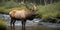 Majestic wildlife elk in a lake