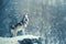 Majestic Wolf Howling in Snowy Forest, Winter Wildlife Scene