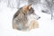 Majestic Wolf in Snowy Scandinavian Landscape