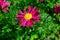 Majestic yellow and pink flower in lush green foliage