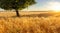 majestic yellow wheat field with a tree in the background at sunset in high resolution and sharpness