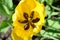Majestic yellow wildflower with brown pattern center