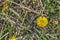 Majestic yellow wildflower in summer