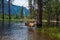 Majestic Yosemite deer wading in the overflowing Merced river