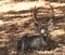 A majestic young buck with curved antlers lies on the ground in dappled shade.