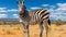 majestic zebra in african wilderness. graceful beauty amidst golden grasslands and vibrant sky