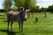 Majestic zebra standing in a grassy enclosure at a zoo