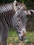 Majestic zebra standing on a lush grassy area at a zoo