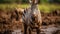 Majestic Zebra Standing In Muddy Water: Documentary Travel Photography In 32k Uhd