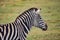 Majestic zebra stands in profile against a lush grassy field.