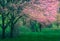 Majestically blossoming sakura trees on a fresh green lawn.
