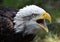 An majestisc american bald eagle