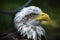 An majestisc american bald eagle
