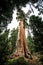 Majestuous Giants, Sequoia National Park, California, USA