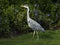 Majesty heron with closed long orange beak and long grey legs is walking in park.