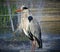 Majesty heron with closed long orange beak and long red legs is standing in fountain.
