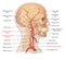 Major arteries of human head