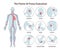 The major arteries and pulse points on human body. Heartbeat evaluation