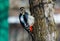 Major european woodpecker on a tree trunk. Close up