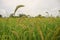 Major grass weed in rice production field