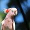 Major Mitchell Cockatoo