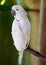 Major Mitchell Cockatoo also known as Leadbeater`s Cockatoo or Pink Cockatoo