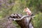 Major Mitchell cockatoo, otherwise known as the Leadbeater or pink cockatoo, perched on a dead tree. This species is threatened in