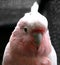 Major Mitchell\\\'s cockatoo (Loophochroa leadbeateri)