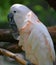 Major Mitchell`s cockatoo Lophochroa leadbeateri