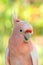 The Major Mitchell`s cockatoo Lophochroa leadbeateri, also known as Leadbeater`s cockatoo or pink cockatoo, portrait with gree