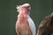Major Mitchell`s cockatoo Lophochroa leadbeateri, Pink parrot, often seen in Australia
