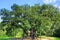 Major Oak, Sherwood Forest, Nottinghamshire