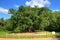 Major Oak, Sherwood Forest, Nottinghamshire