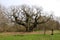Major Oak, Sherwood Forest Nottinghamshire England