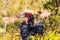 Major scenic Southern Hornbill