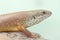 A major skink is sunbathing on a rotting log.