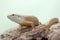 A major skink is sunbathing on a rotting log.