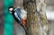 Major woodpecker on the tree trunk. Close-up