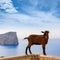 Majorca goat in Formentor Cape Lighthouse