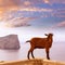 Majorca goat in Formentor Cape Lighthouse