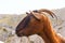 Majorca goat in Formentor Cape Lighthouse